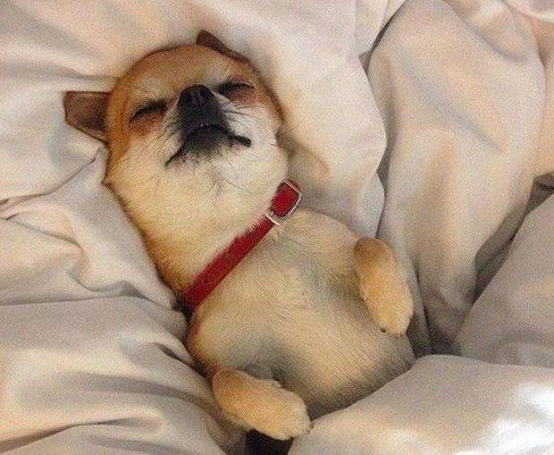 你知道狗狗喜欢上床睡觉的原因吗？它是这样认为的