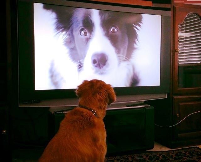 狗狗能看得到电视的画面吗？会不会识别呢？