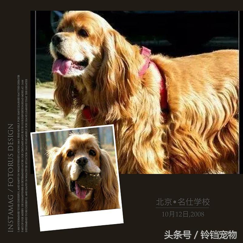在北京怎么给狗狗上户口？解读北京市有关养犬的条例规定