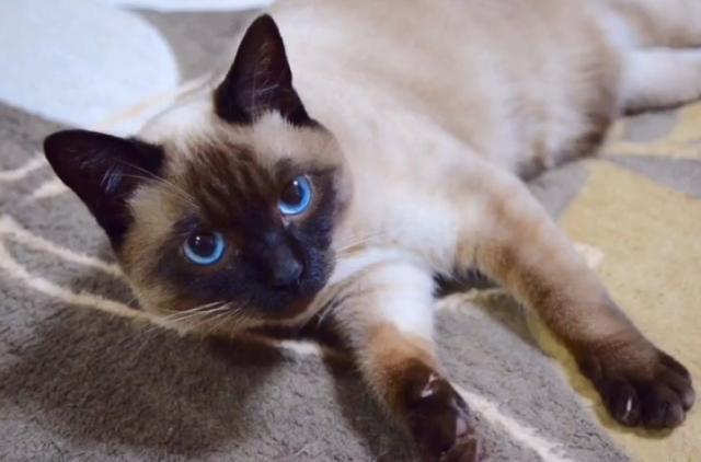 什么原因导致暹罗猫越长越黑？导致暹罗猫可爱消失的原因是什么？