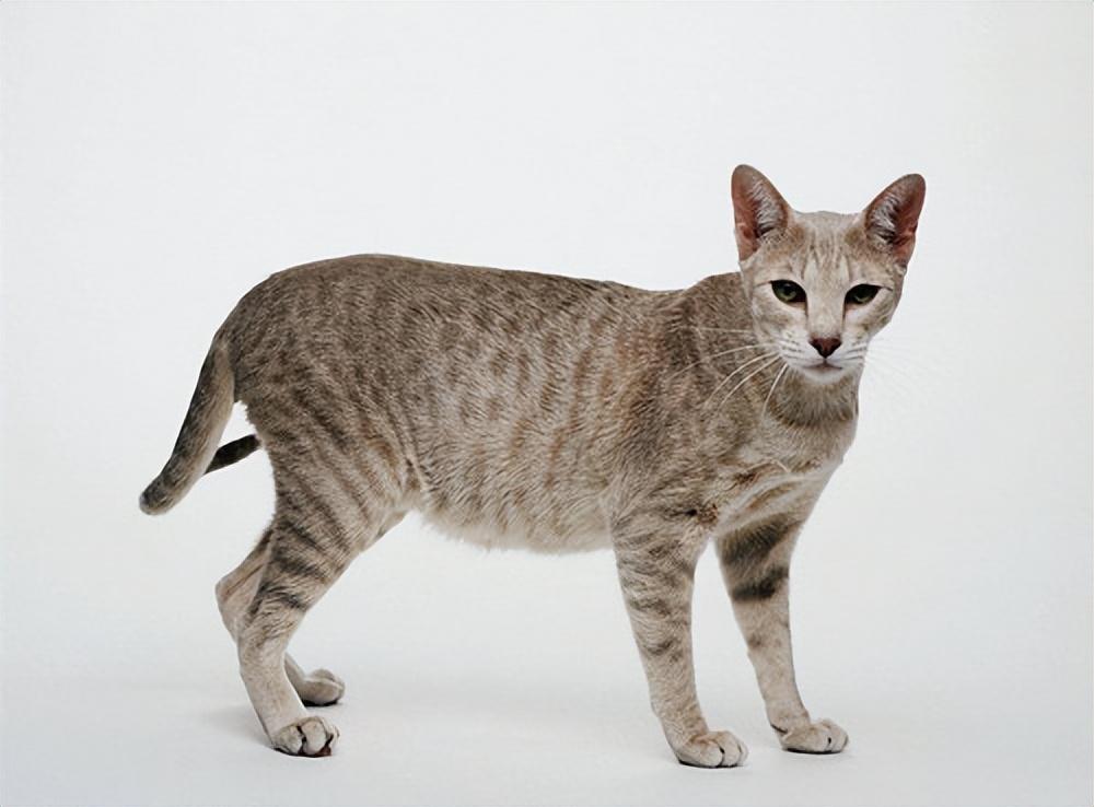 盘点世界上60种可爱的猫咪,各种各样的,有你喜欢的吗? 盘点世界上60种可爱的猫咪,各种各样的,有你喜欢的吗?