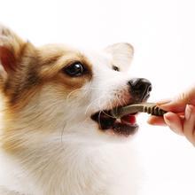 想要让狗狗拥有一口整齐洁白的好牙？牙齿的日常护理要重视了