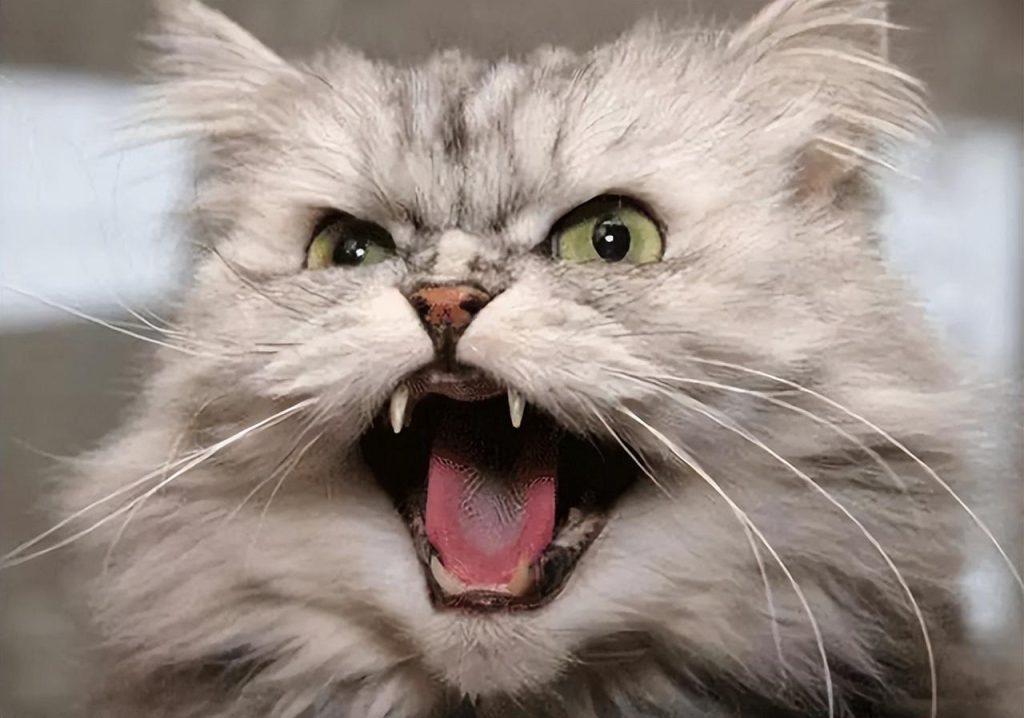 猫咪的叫声你知道是什么意思吗?铲屎官别听不懂 猫咪的叫声你知道是什么意思吗?铲屎官别听不懂