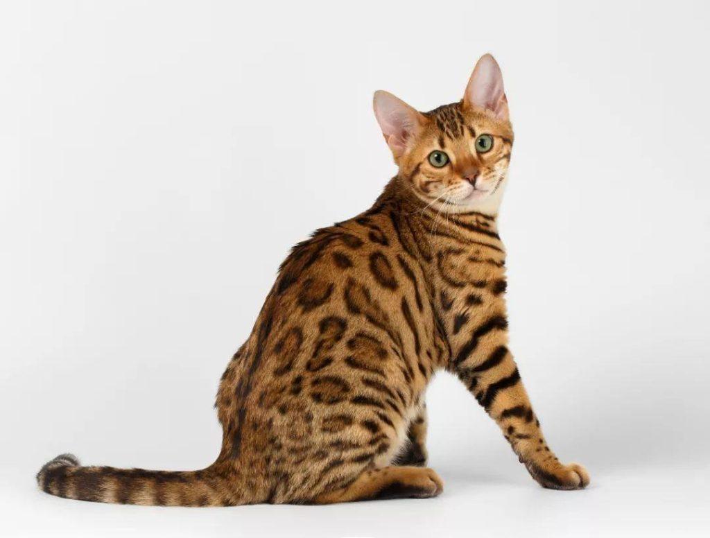 盘点世界上60种可爱的猫咪,各种各样的,有你喜欢的吗? 盘点世界上60种可爱的猫咪,各种各样的,有你喜欢的吗?