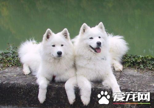 萨摩耶犬疾病篇： 萨摩耶犬容易患的三种疾病