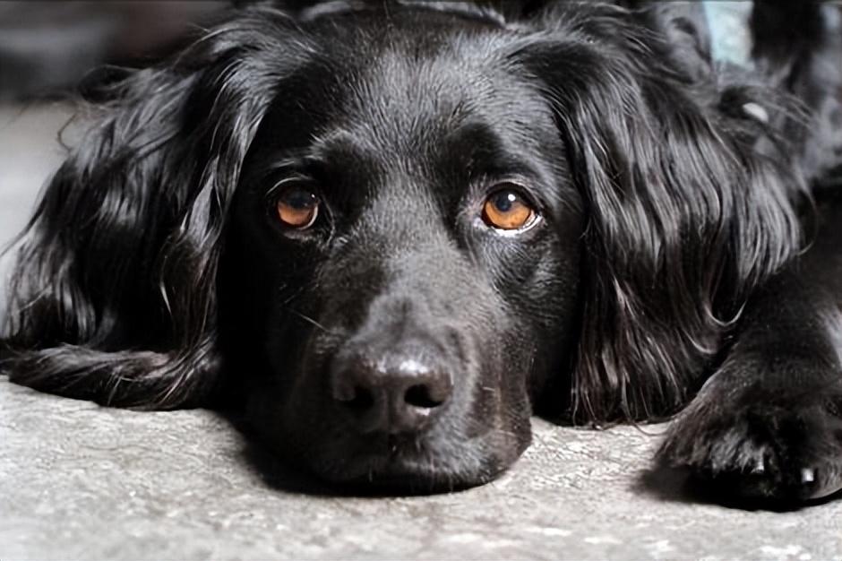 老人家常言为什么不能养黑色的狗狗呢？这是为何？