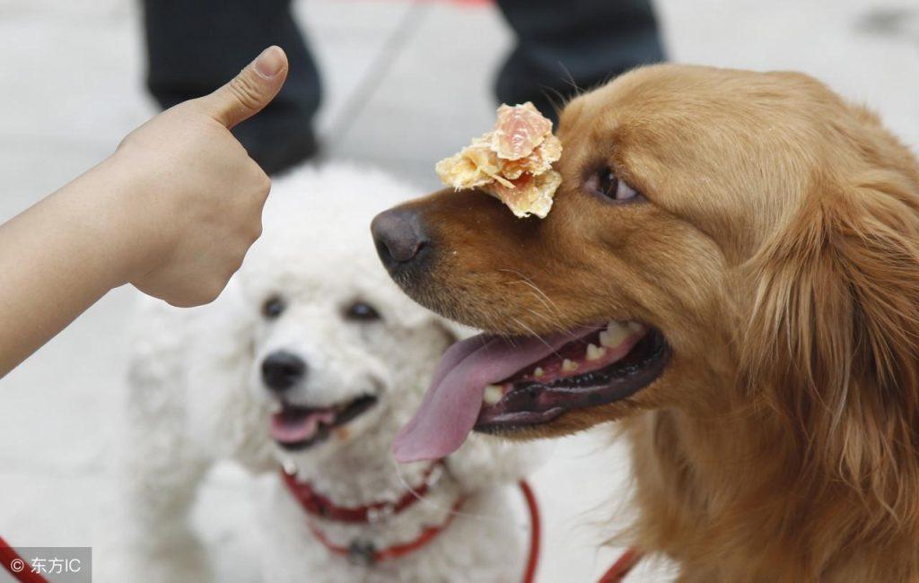 在平常生活中照顾藏獒犬，主人都需要注意哪些事项呢？