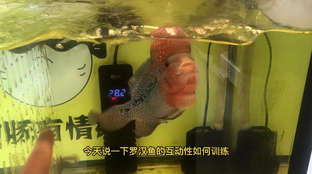 罗汉鱼的互动性如何训练?罗汉鱼互动性追手训练教程(罗汉鱼怎么互动好看) 罗汉鱼的互动性如何训练?罗汉鱼互动性追手训练教程(罗汉鱼怎么互动好看)