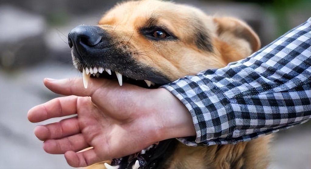 咬人的狗怎么处理？被狗咬了怎么办？咬人的狗应该加强训练？
