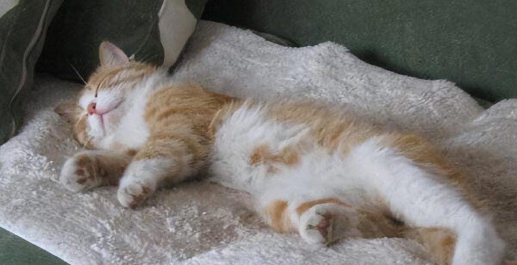 猫咪睡姿不同有什么含义？浅浅分析猫咪这8种睡姿的秘密