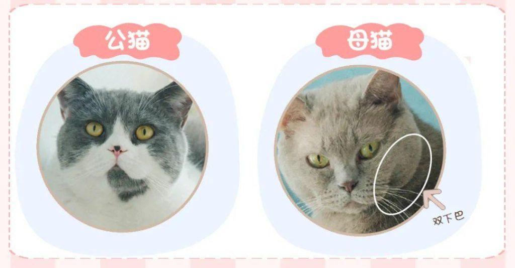 你有做过伤害猫咪的事情吗?以下8条看看你中了几条? 你有做过伤害猫咪的事情吗?以下8条看看你中了几条?