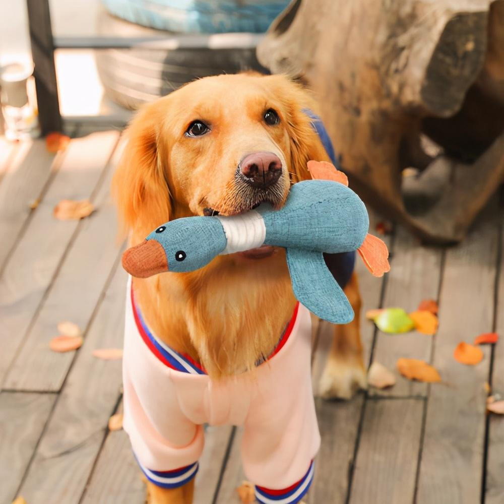 这6种狗狗最爱的玩具，既便宜又实惠你家备上了吗？