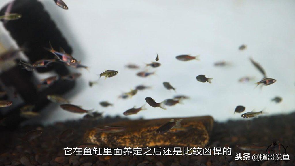一款凶悍的迷你灯鱼——绿晶灯要如何饲养?如何发色?一起看看吧 一款凶悍的迷你灯鱼——绿晶灯要如何饲养?如何发色?一起看看吧