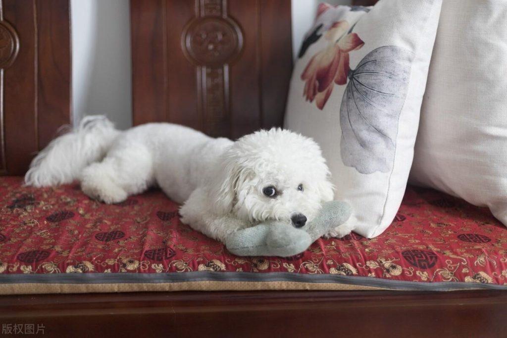 如何照顾好进入发情期的比熊犬？比熊进入发情期有哪些表现？