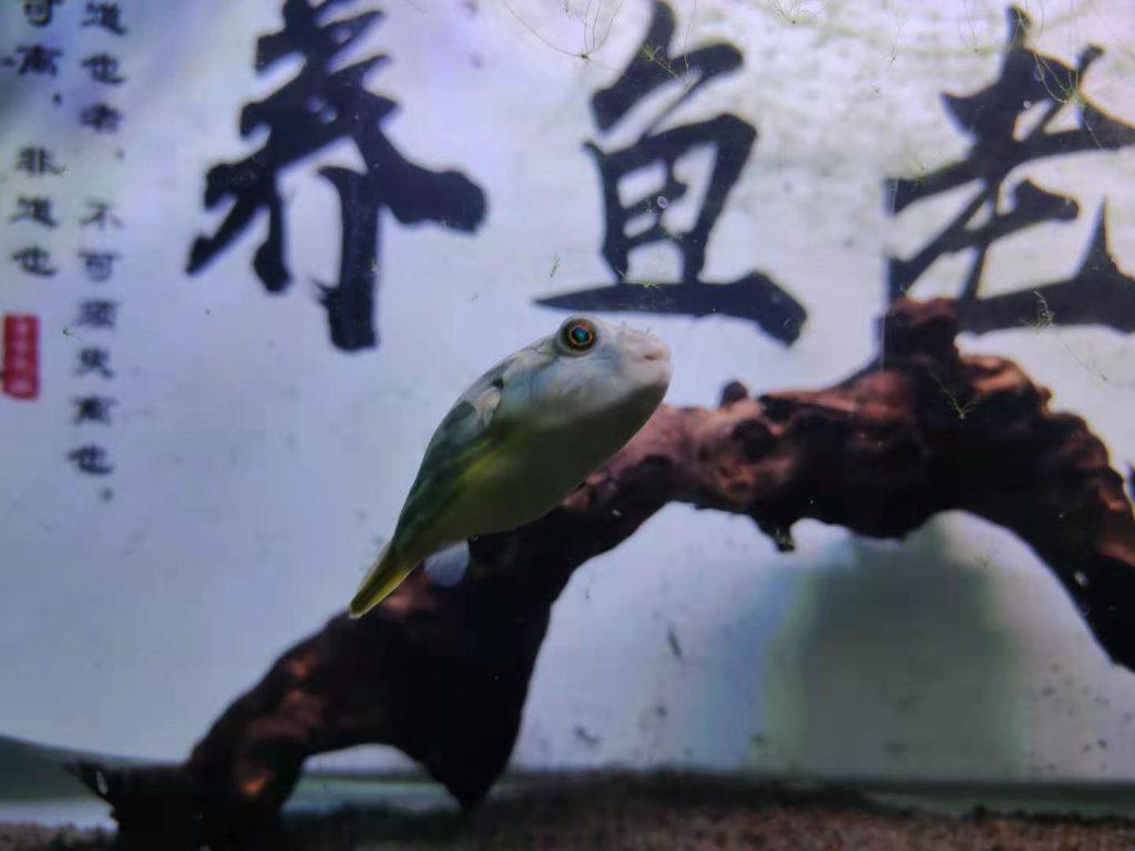 观赏鱼体表有大量气泡,下了很多药也没用?还是方法不对,先查找气泡来源 观赏鱼体表有大量气泡,下了很多药也没用?还是方法不对,先查找气泡来源