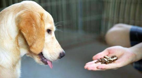 狗狗吃了驱虫药为什么会吐？是正常反应，狗狗吃驱虫药会吐的原因分析