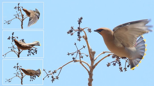 鸟类为什么要在春季繁殖？鸟类的求偶行为