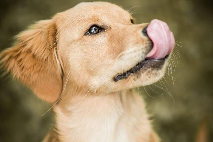 狗狗舔身体部位的时候都在表达什么呢？别傻傻地不知道