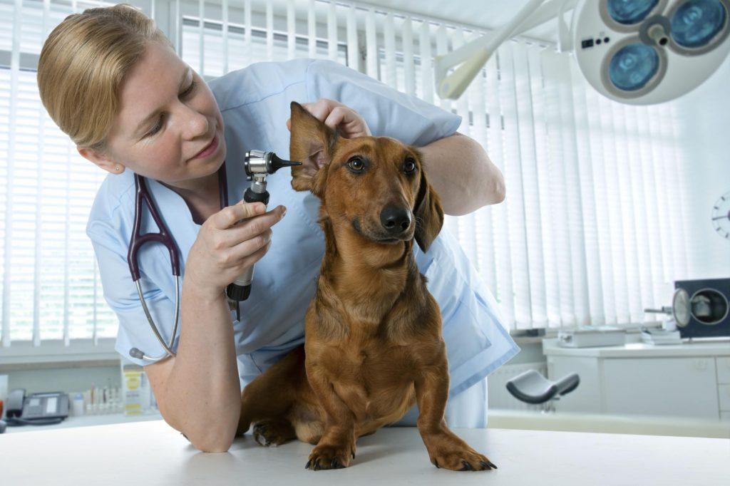 狗狗耳朵出现黑色肿块，那可能是患上耵聍腺瘤，需要手术吗？