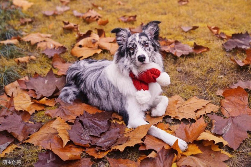 犬种科普介绍：边境牧羊犬飞盘狗狗