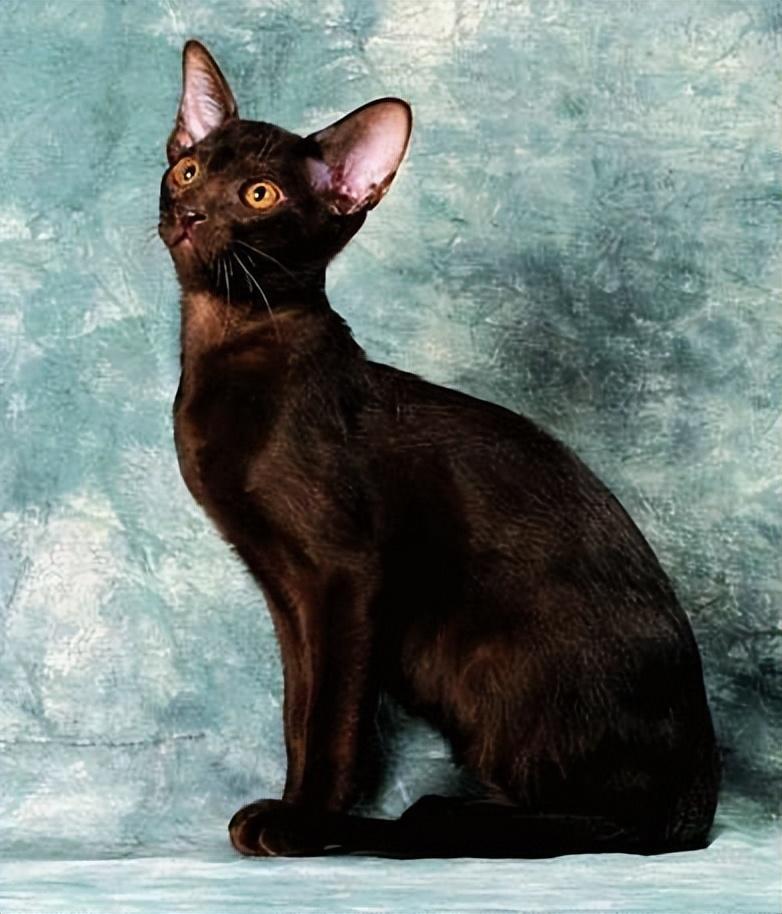 盘点世界上60种可爱的猫咪,各种各样的,有你喜欢的吗? 盘点世界上60种可爱的猫咪,各种各样的,有你喜欢的吗?