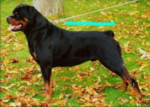 7种方法判断罗威纳犬是不是纯种的方法介绍 7种方法判断罗威纳犬是不是纯种的方法介绍