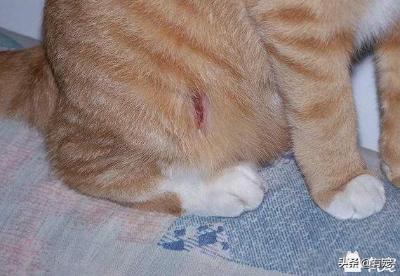 猫咪受伤可以贴创可贴吗?给猫咪清洗处理伤口,用纱布给猫咪包扎好 猫咪受伤可以贴创可贴吗?给猫咪清洗处理伤口,用纱布给猫咪包扎好