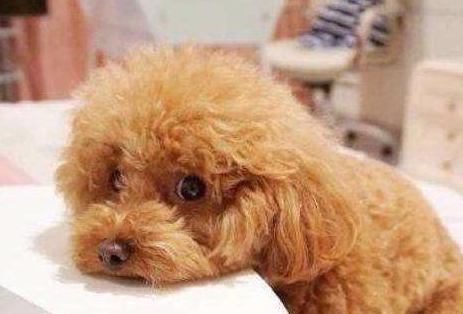 为什么泰迪犬吃得比以前少？很可能是这6个原因导致的