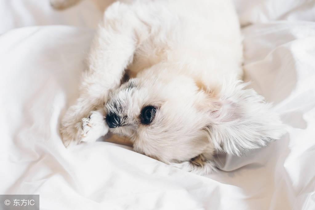 雌雄贵宾犬你还不会分辨?它们是个性差异比性别差异,从两方面对比雌雄 雌雄贵宾犬你还不会分辨?它们是个性差异比性别差异,从两方面对比雌雄