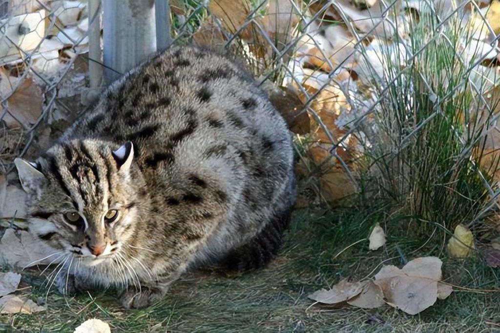 盘点世界上60种可爱的猫咪,各种各样的,有你喜欢的吗? 盘点世界上60种可爱的猫咪,各种各样的,有你喜欢的吗?