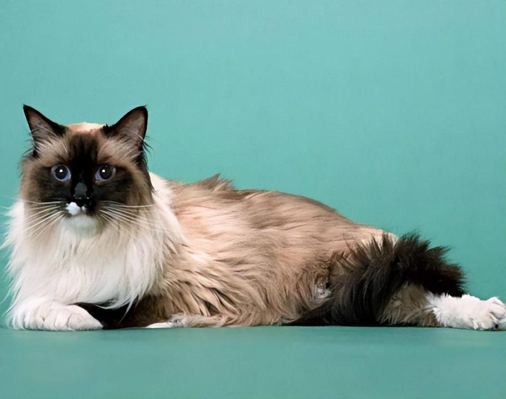 盘点世界上60种可爱的猫咪,各种各样的,有你喜欢的吗? 盘点世界上60种可爱的猫咪,各种各样的,有你喜欢的吗?