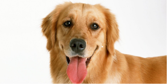 世界上最听话的五种宠物狗你最喜欢哪个呢？