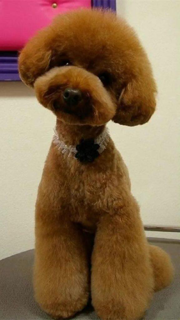 泰迪犬为什么好色?它有这个行为可能是因为这几点 泰迪犬为什么好色?它有这个行为可能是因为这几点