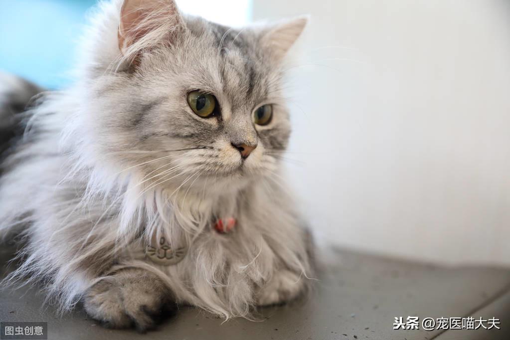 猫糖尿病酮症酸中毒是什么?如何诊断治疗?一文告诉你 猫糖尿病酮症酸中毒是什么?如何诊断治疗?一文告诉你