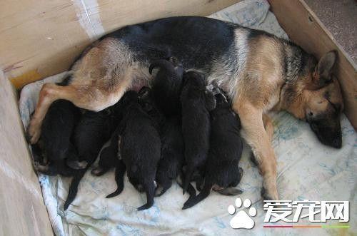 如何训练德牧握手？德国牧羊犬的常见训练方法介绍