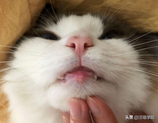 猫咪嘴巴这到底是怎么回事?弄清三大原因才容易解决 猫咪嘴巴这到底是怎么回事?弄清三大原因才容易解决