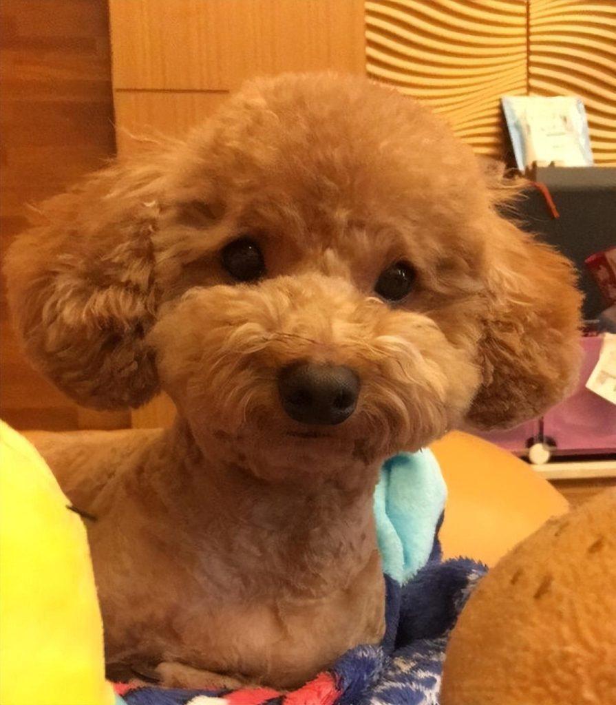 你想养狗吗?建议你选这几种长得好看又好养 你想养狗吗?建议你选这几种长得好看又好养