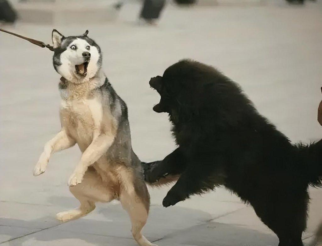 这几种狗可以放心养,公认不咬人,看看你家狗狗是否上榜了 这几种狗可以放心养,公认不咬人,看看你家狗狗是否上榜了