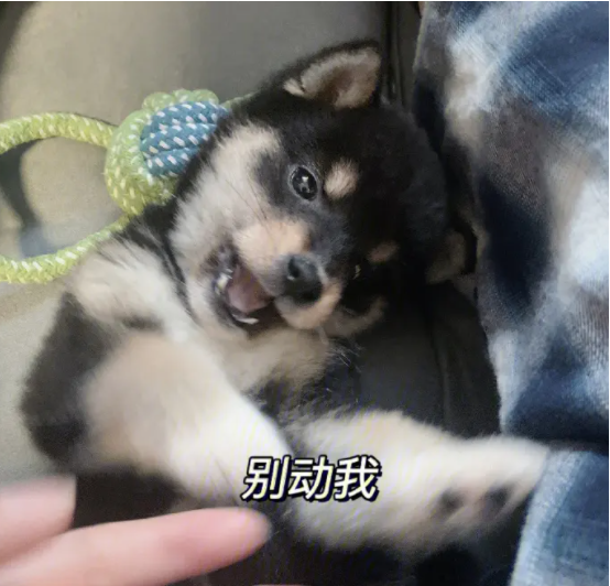 狗突然模仿狼叫是不祥之兆?分析狗狗突然学狼叫的原因 狗突然模仿狼叫是不祥之兆?分析狗狗突然学狼叫的原因