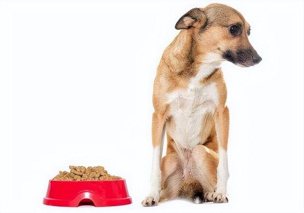 怎样纠正狗狗挑食？喂食不合理只会让狗变得更加挑食