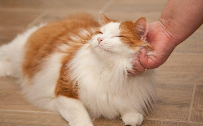 猫咪总是呜呜叫的6种原因,主人别当小事,可能是生病了 猫咪总是呜呜叫的6种原因,主人别当小事,可能是生病了