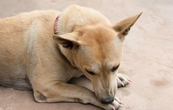 狗狗喜欢舔爪子是因为无聊吗？什么情况下会舔？