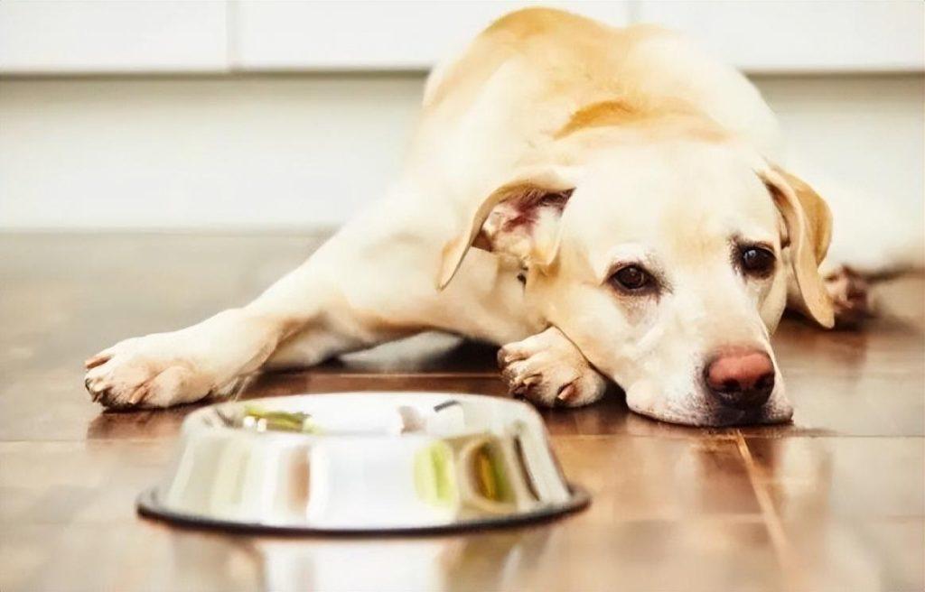 狗狗肚子有水声咕咕响的原因是什么？也有可能是腹水