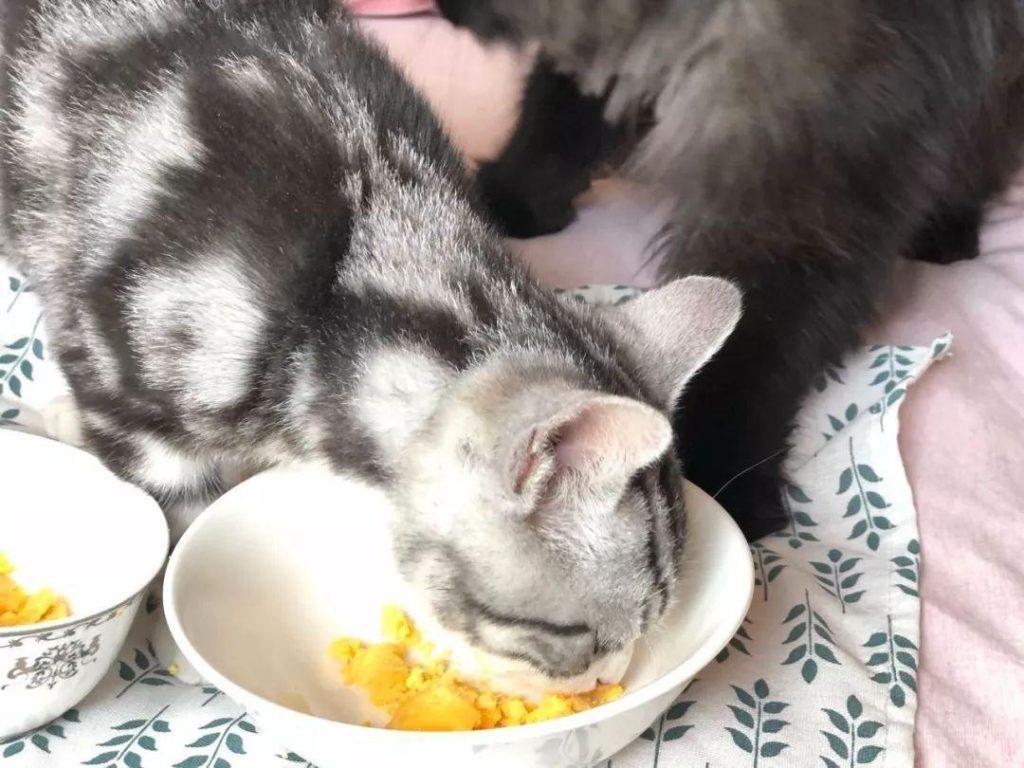 能给猫咪剃毛吗?千万别给猫咪剃毛!搞不好还会害了它 能给猫咪剃毛吗?千万别给猫咪剃毛!搞不好还会害了它