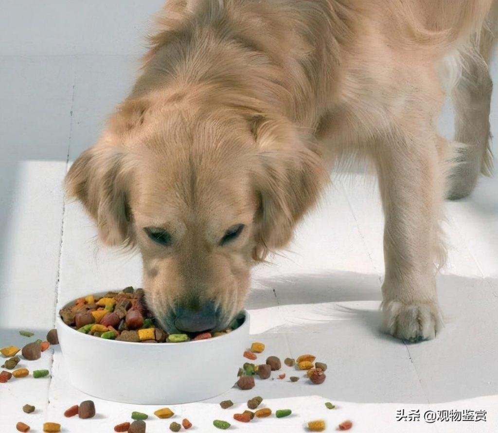 如何纠正狗狗护食的现象？狗狗认为这是一种侵犯