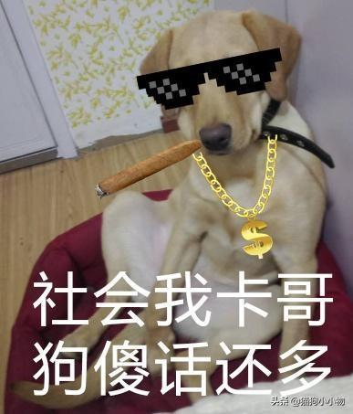 最通人性的狗都有哪些?最通人性的5种狗,每一只都很有灵性,养它们准没错 最通人性的狗都有哪些?最通人性的5种狗,每一只都很有灵性,养它们准没错