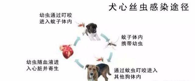 哪些病会导致狗狗死亡？盘点能让狗狗致命的5大疾病，铲屎官们注意了