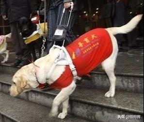为什么狗能成为导盲犬?都需要具备哪些条件?狗狗成为导盲犬必要条件 为什么狗能成为导盲犬?都需要具备哪些条件?狗狗成为导盲犬必要条件