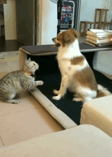 你家猫是不是经常欺负狗?为何人们看到的却是狗咬死猫? 你家猫是不是经常欺负狗?为何人们看到的却是狗咬死猫?