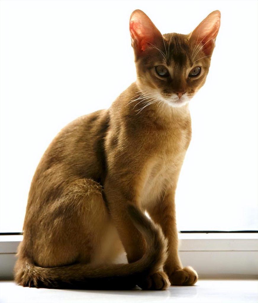 盘点世界上60种可爱的猫咪,各种各样的,有你喜欢的吗? 盘点世界上60种可爱的猫咪,各种各样的,有你喜欢的吗?